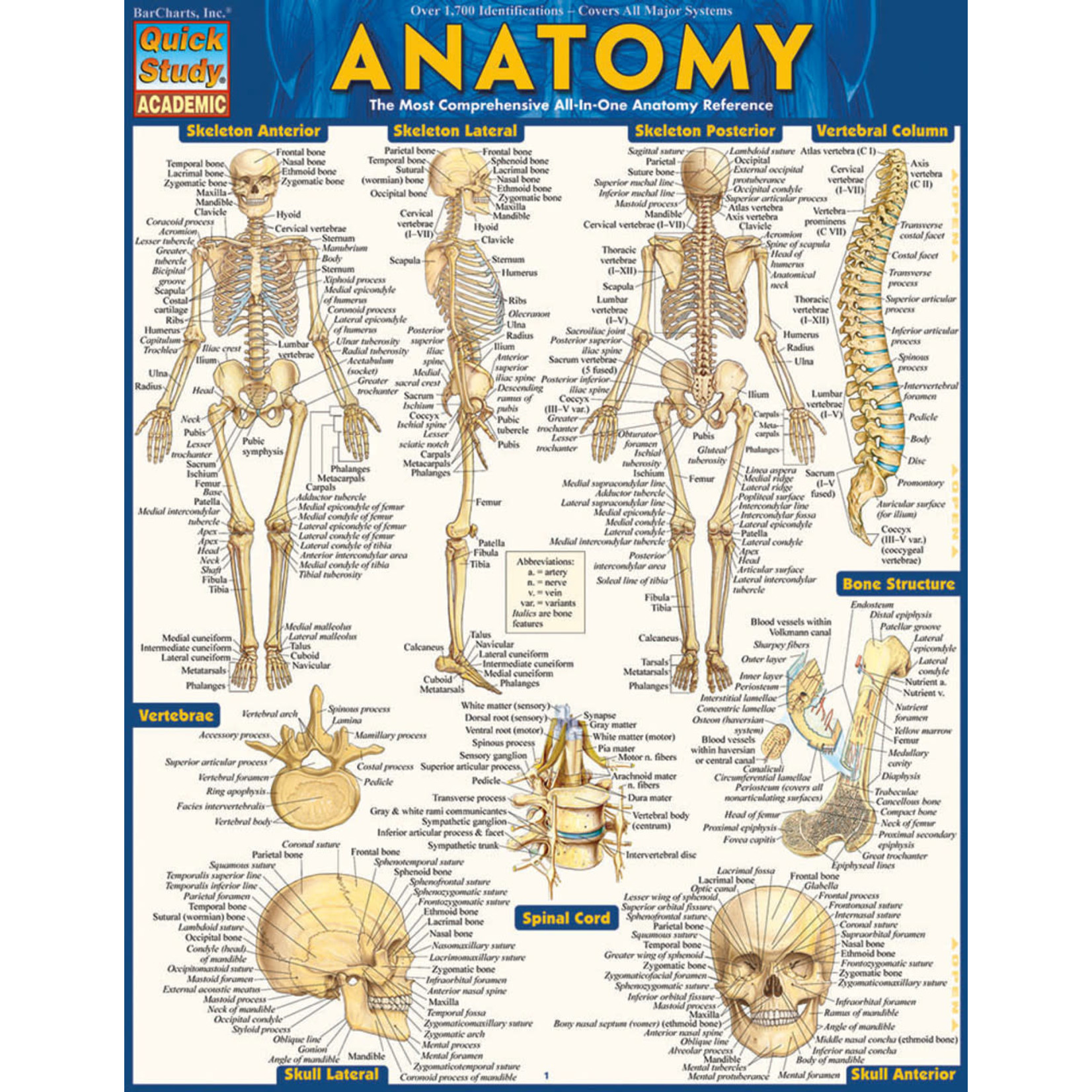 BAR CHARTS QuickStudy | Anatomy Laminated Study Guide