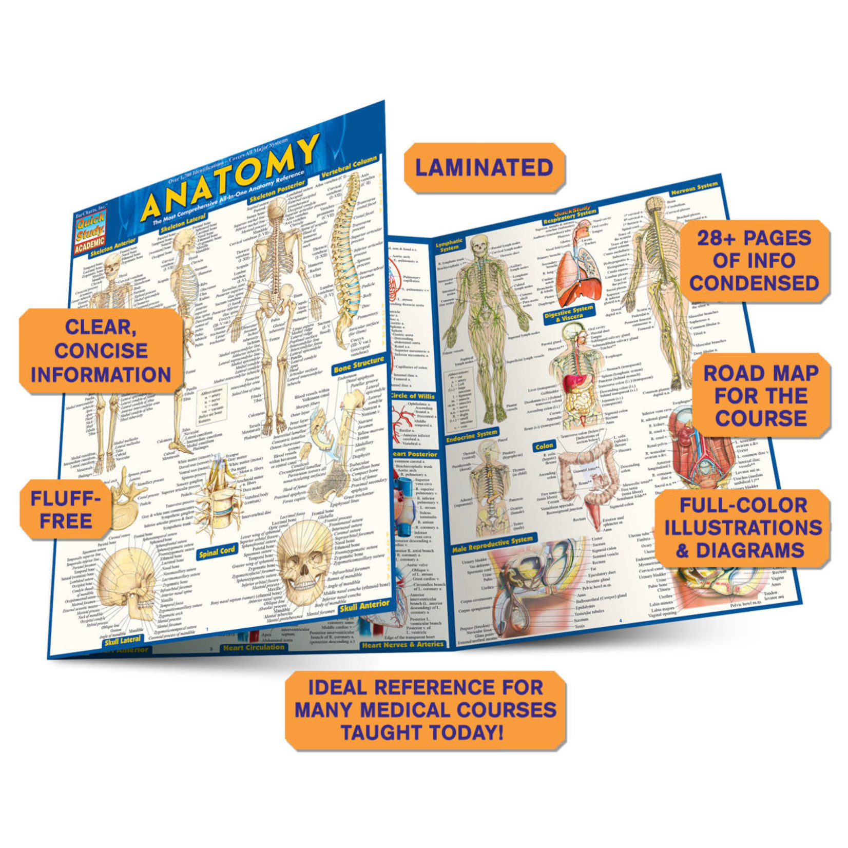 BAR CHARTS QuickStudy | Anatomy Laminated Study Guide