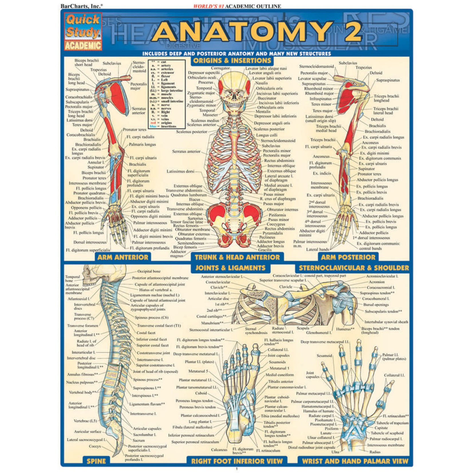 BAR CHARTS QuickStudy | Anatomy 2 Laminated Study Guide