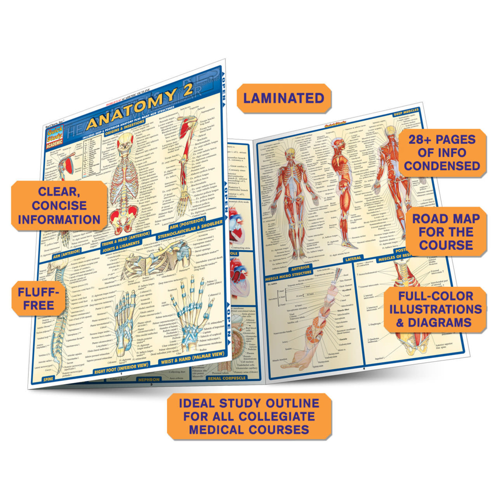 BAR CHARTS QuickStudy | Anatomy 2 Laminated Study Guide