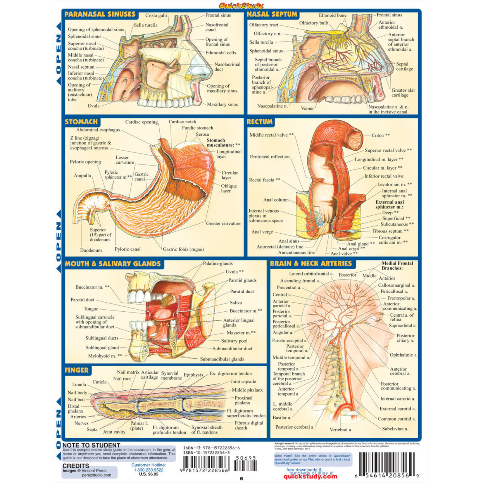 BAR CHARTS QuickStudy | Anatomy 2 Laminated Study Guide