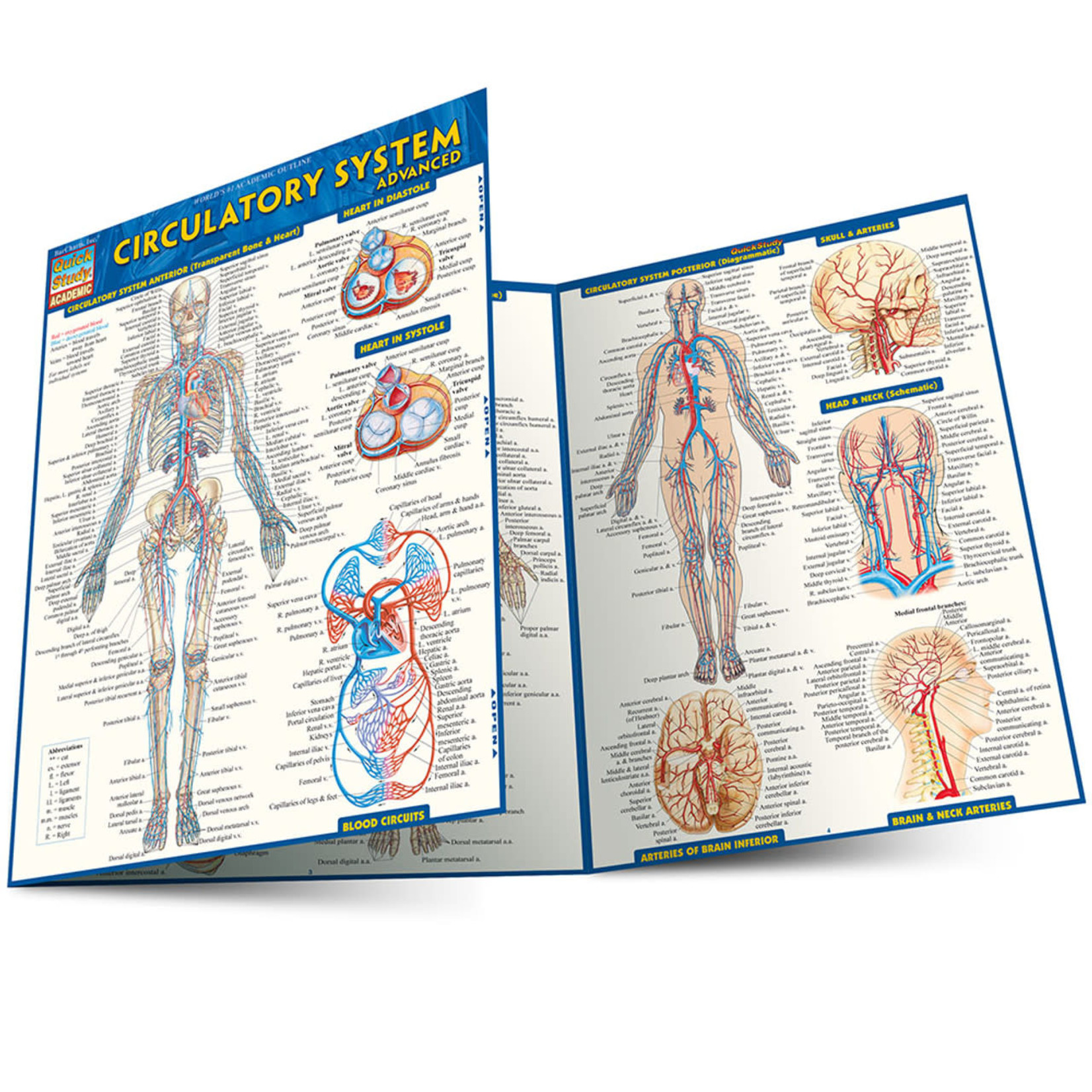 BAR CHARTS QuickStudy | Circulatory System Advanced Laminated Study Guide