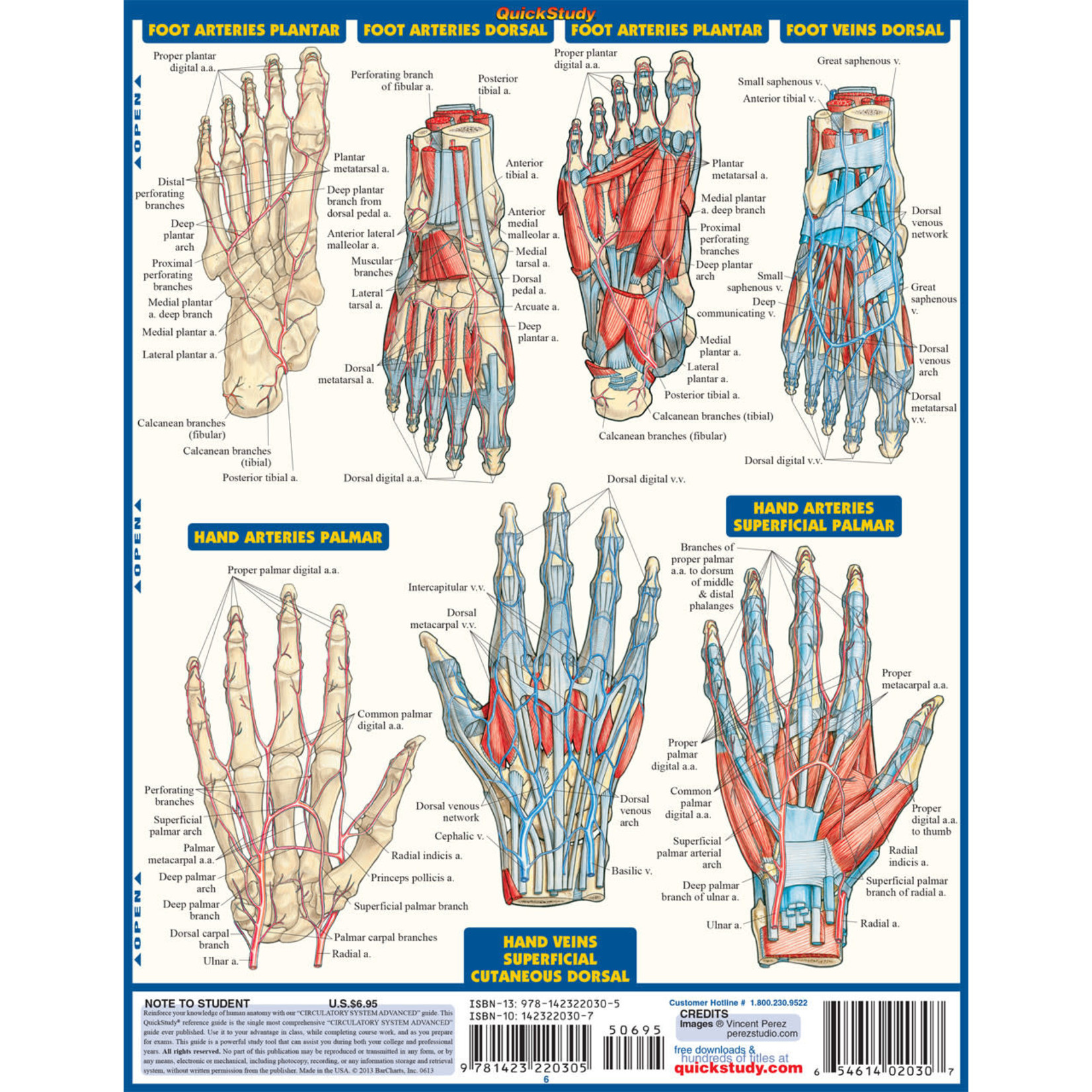 BAR CHARTS QuickStudy | Circulatory System Advanced Laminated Study Guide