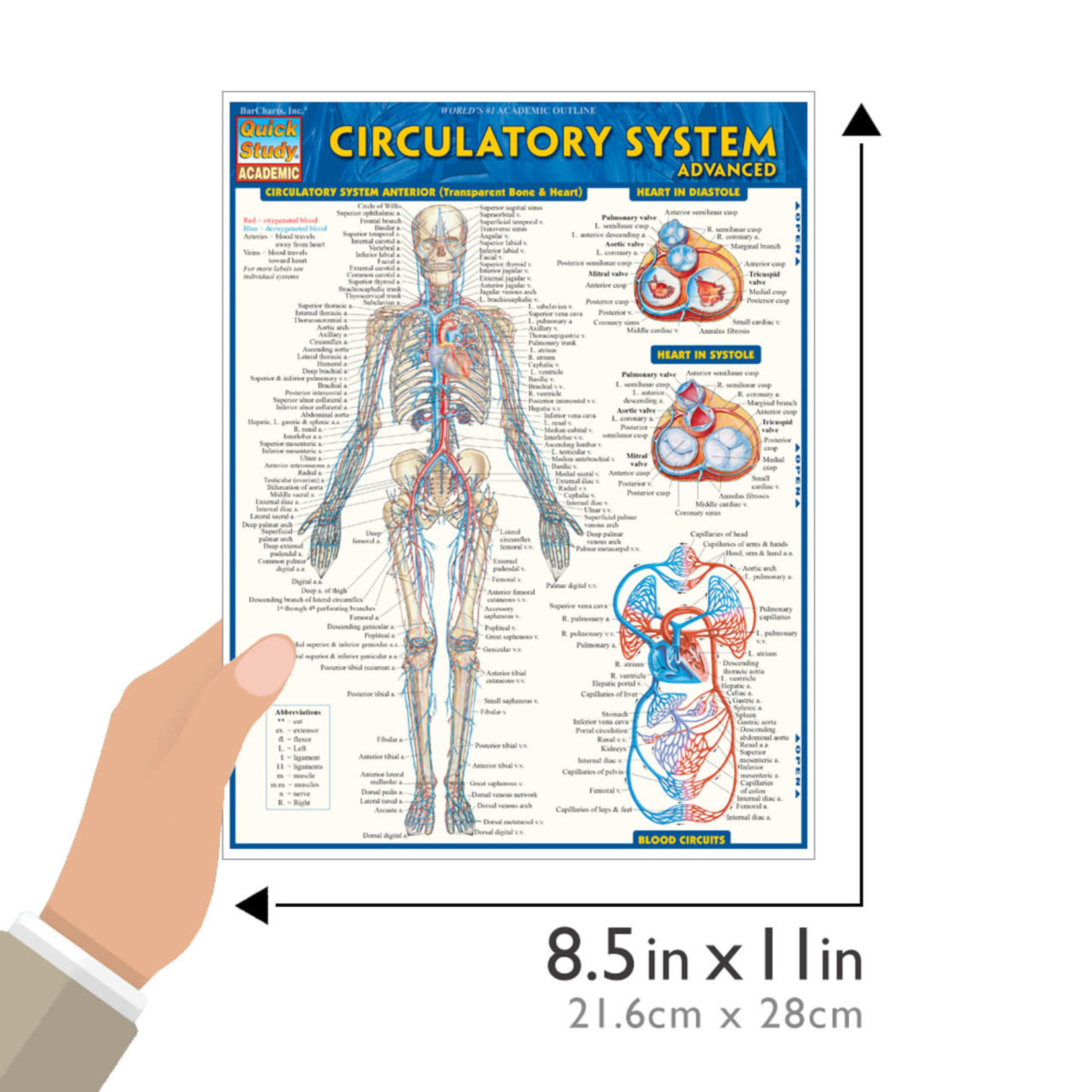 BAR CHARTS QuickStudy | Circulatory System Advanced Laminated Study Guide