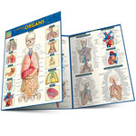 BAR CHARTS QuickStudy: Anatomy of the Organs Laminated Study Guide