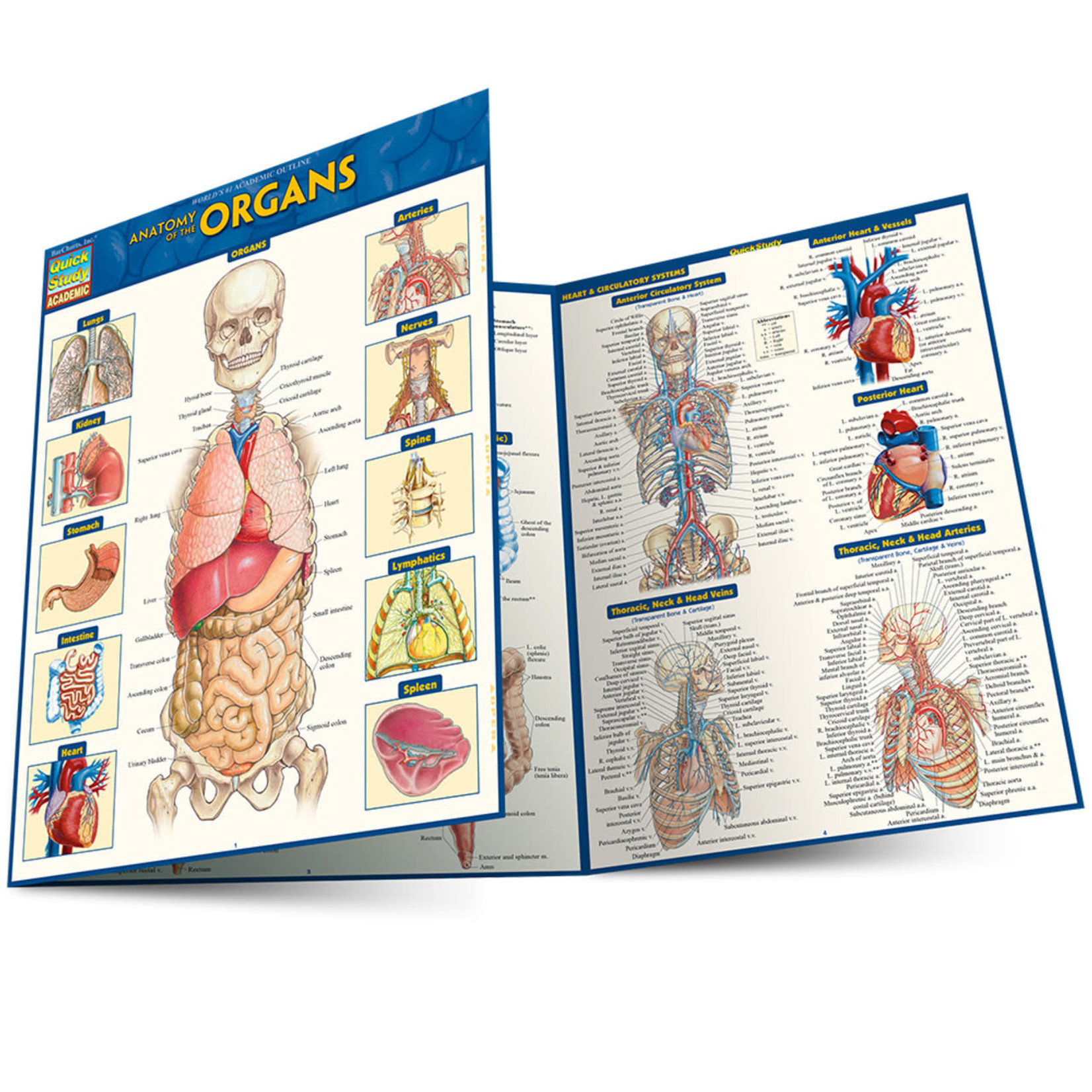 BAR CHARTS QuickStudy | Anatomy of the Organs Laminated Study Guide