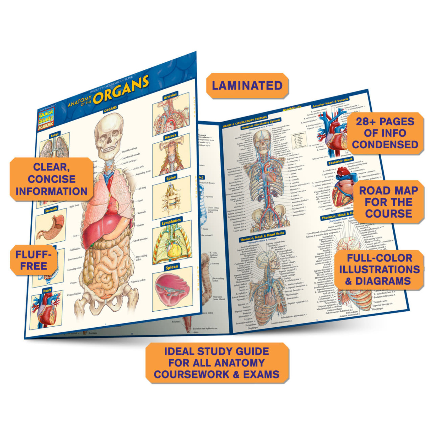 BAR CHARTS QuickStudy | Anatomy of the Organs Laminated Study Guide