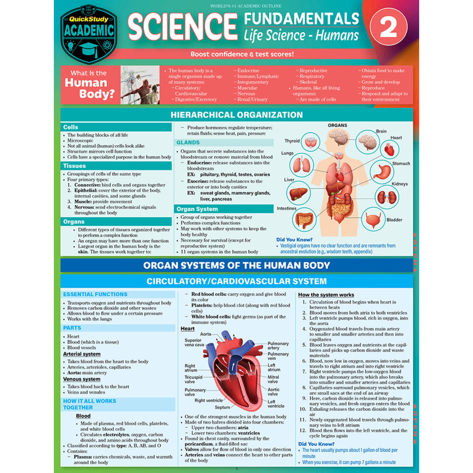 BAR CHARTS QuickStudy | Science Fundamentals 2: Life Science Humans Laminated Study Guide