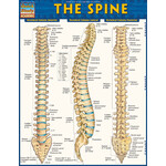 BAR CHARTS QuickStudy: The Spine Laminated Study Guide