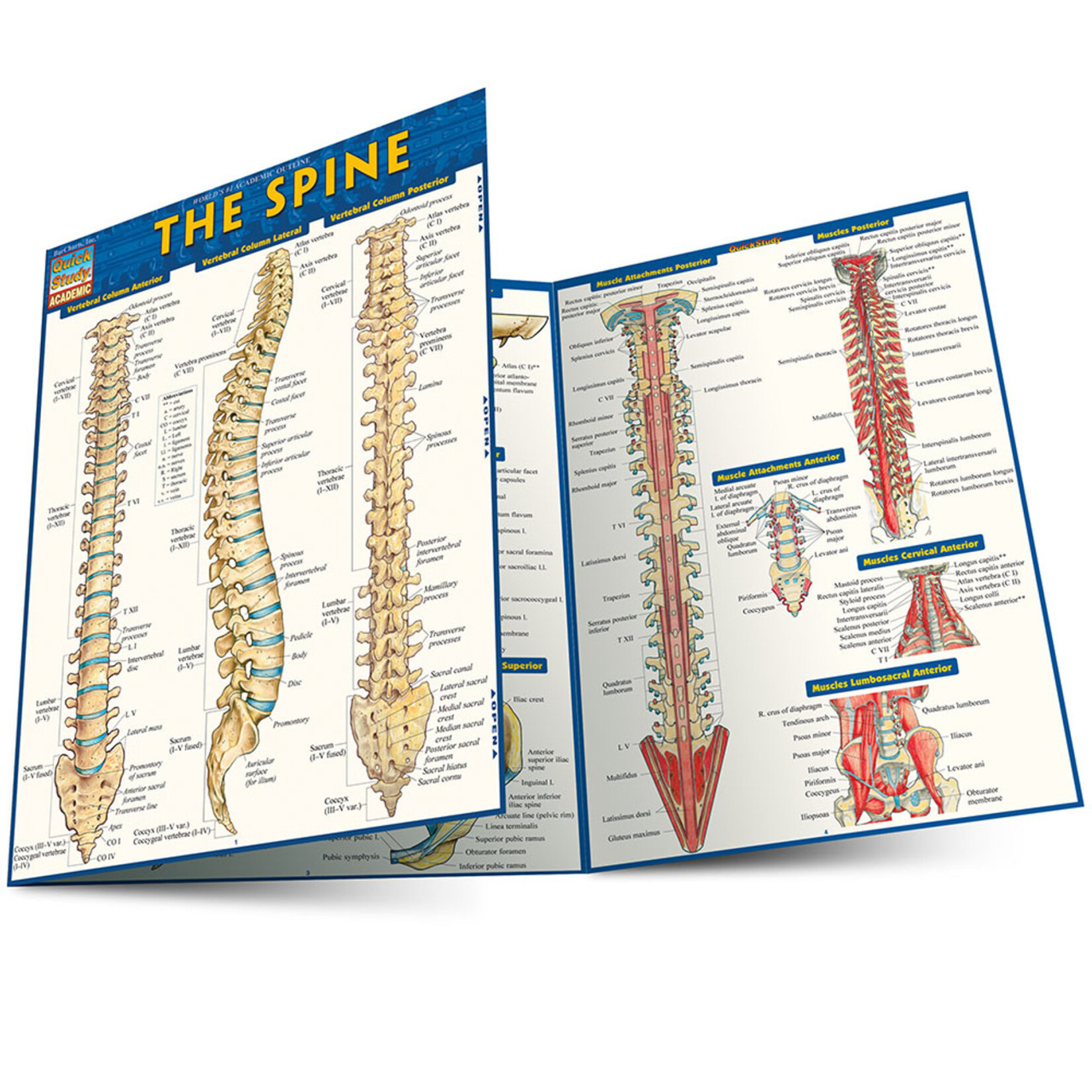 BAR CHARTS QuickStudy | The Spine Laminated Study Guide