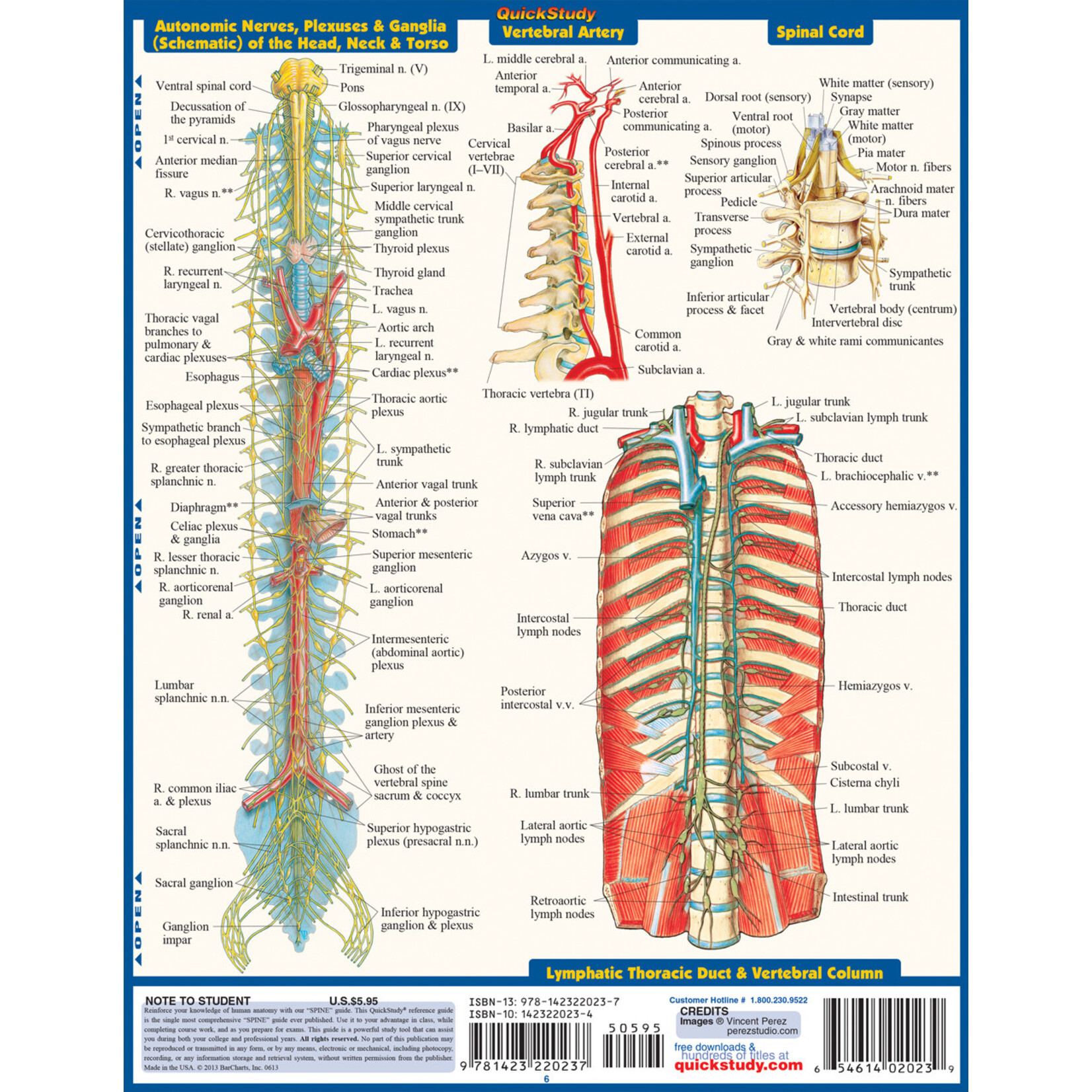 BAR CHARTS QuickStudy: The Spine Laminated Study Guide