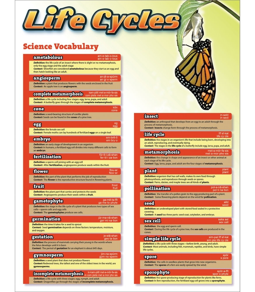 Science Vocabulary: Life Cycles Chartlet - Educational Outfitters