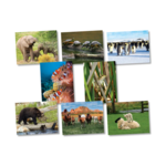 NORTH STAR TEACHER RESOURCES Animals Jumbo Language Cards