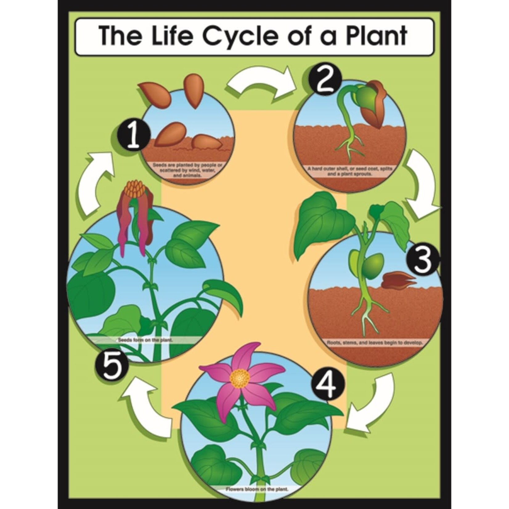 CARSON DELLOSA PUBLISHING CO The Life Cycle Of A Plant Chart