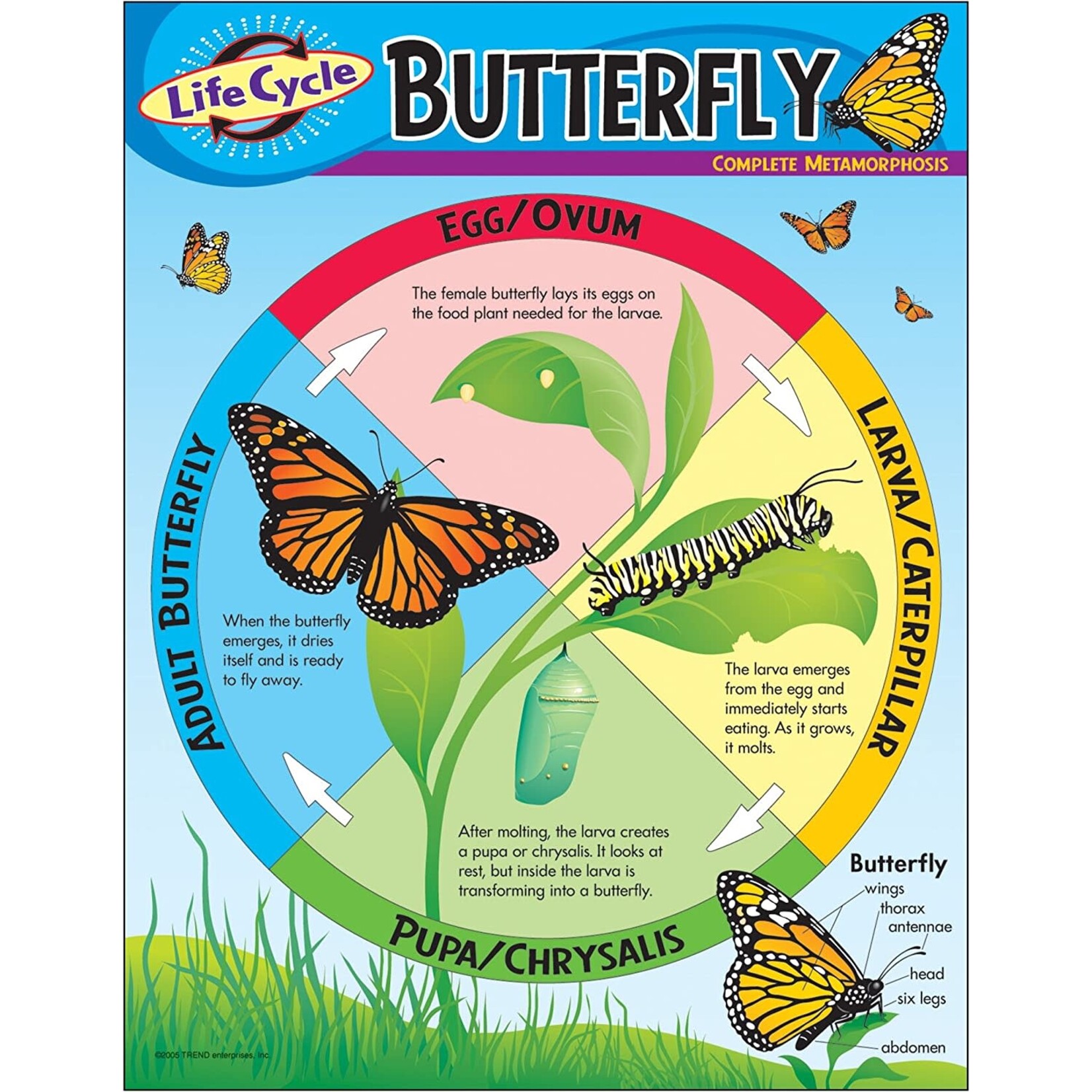 TREND ENTERPRISES INC Life Cycle Of A Butterfly Chart