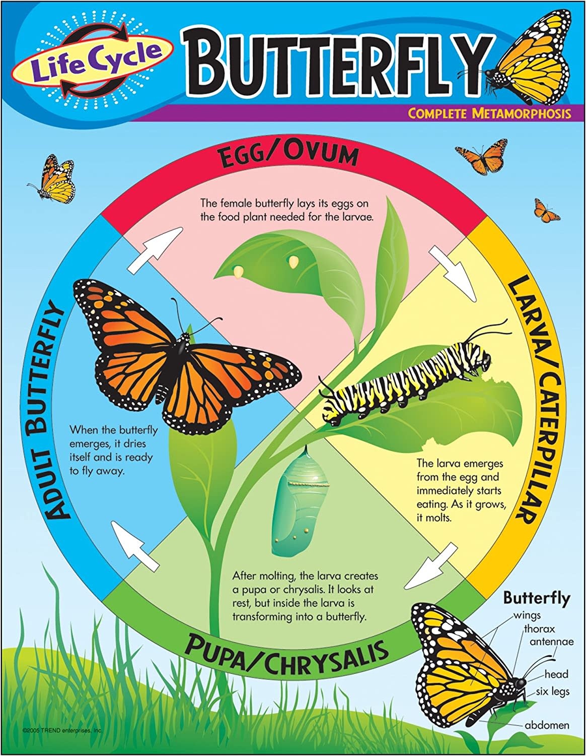 Butterfly Flowchart Life Cycle Of A Butterfly Chart - Educational Outfitters