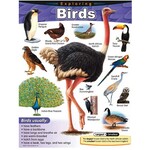 TREND ENTERPRISES INC Exploring Birds Learning Chart