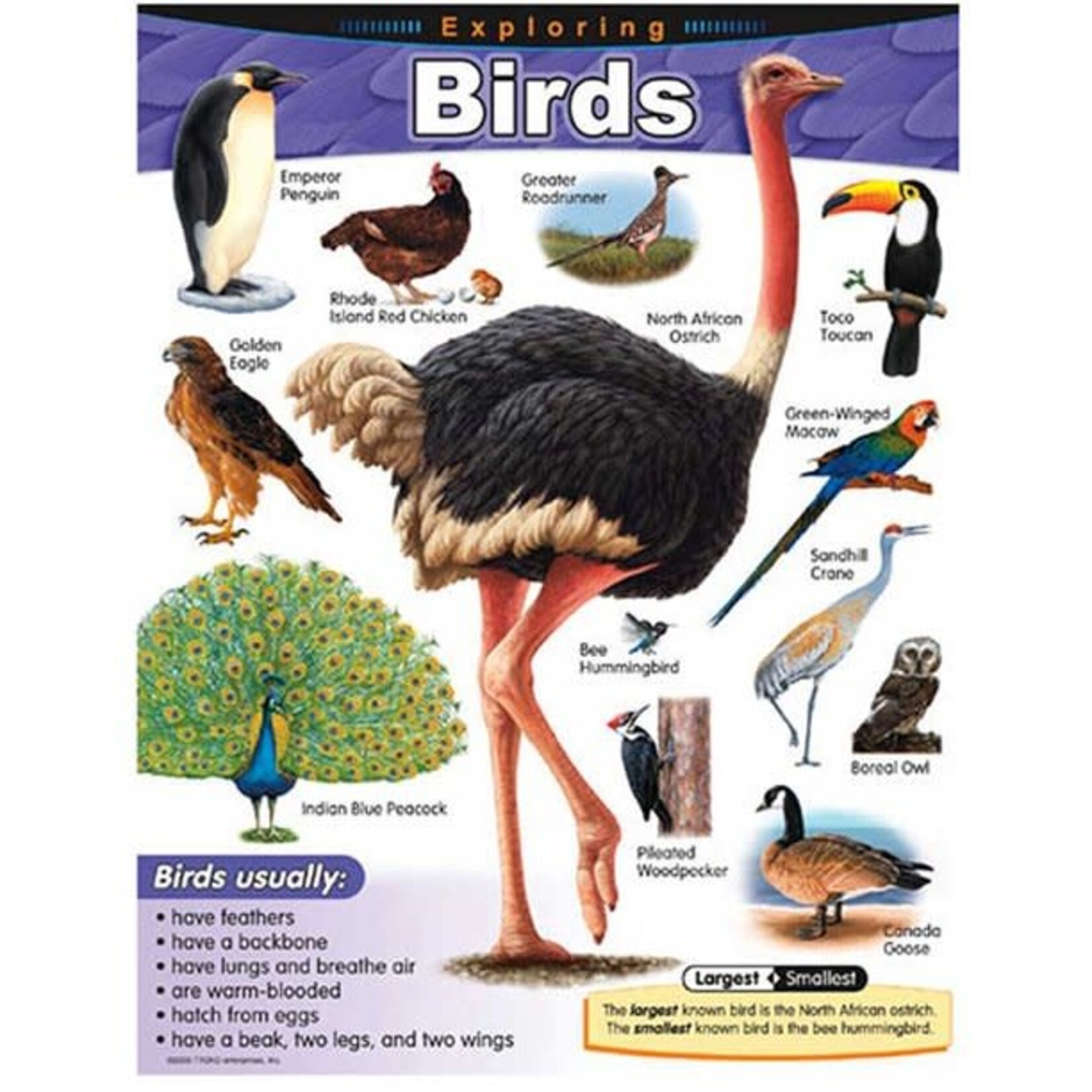 TREND ENTERPRISES INC Exploring Birds Learning Chart