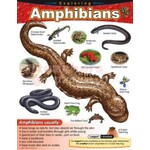 TREND ENTERPRISES INC Exploring Amphibians Learning Chart