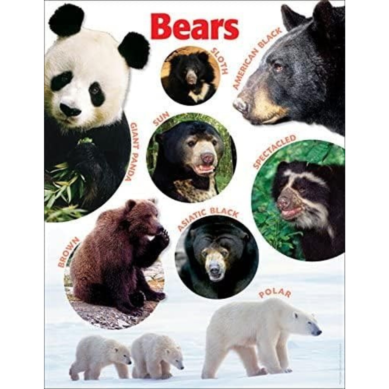 Bears Photo Chart