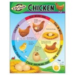 TREND ENTERPRISES INC Life Cycle Of A Chicken Chart