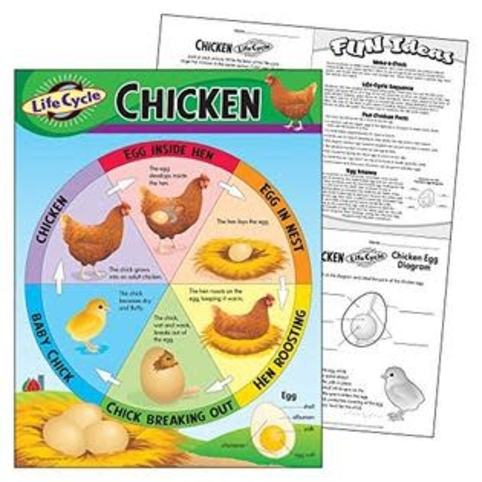 TREND ENTERPRISES INC Life Cycle Of A Chicken Chart