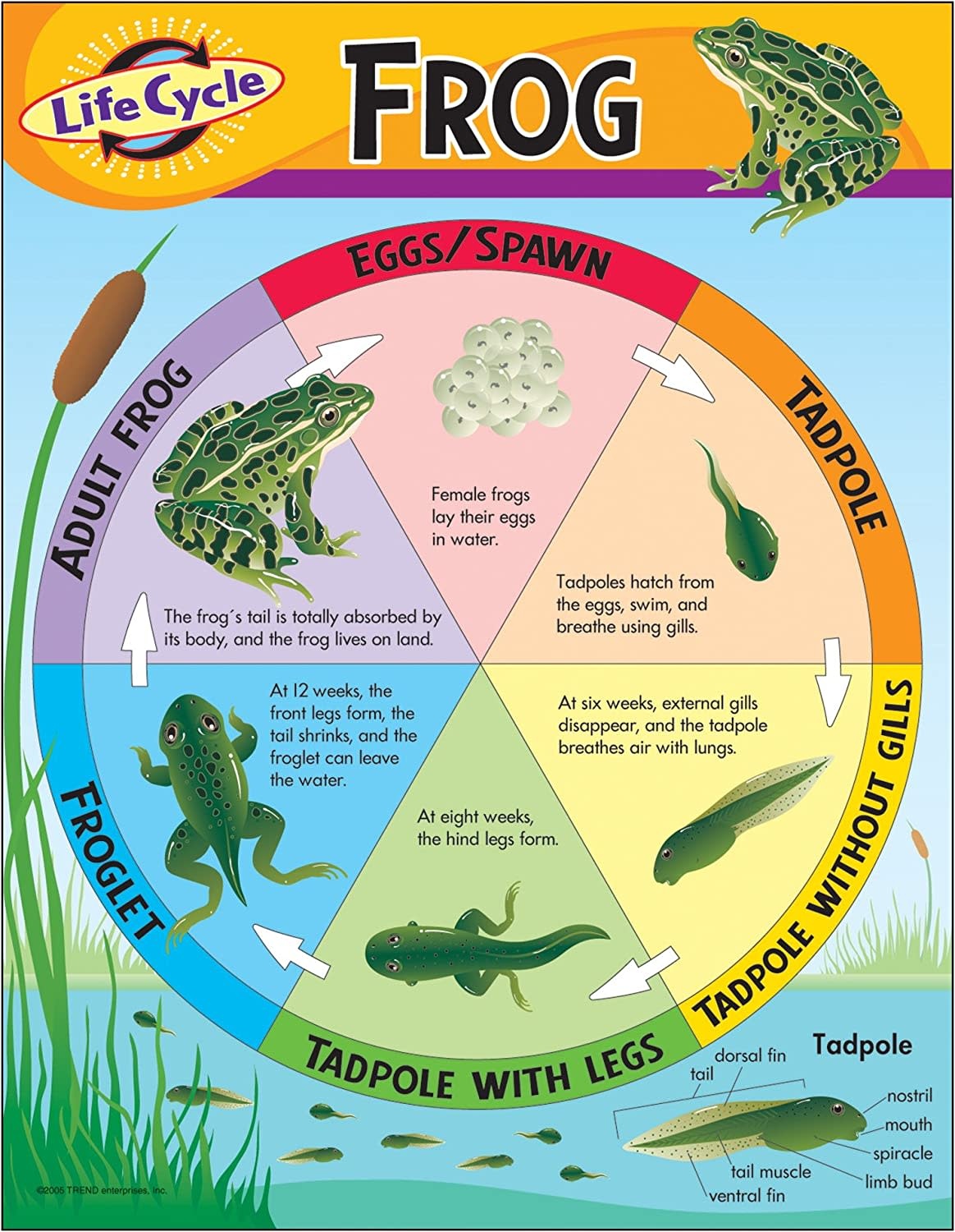Life Cycle Of A Frog Chart - Educational Outfitters