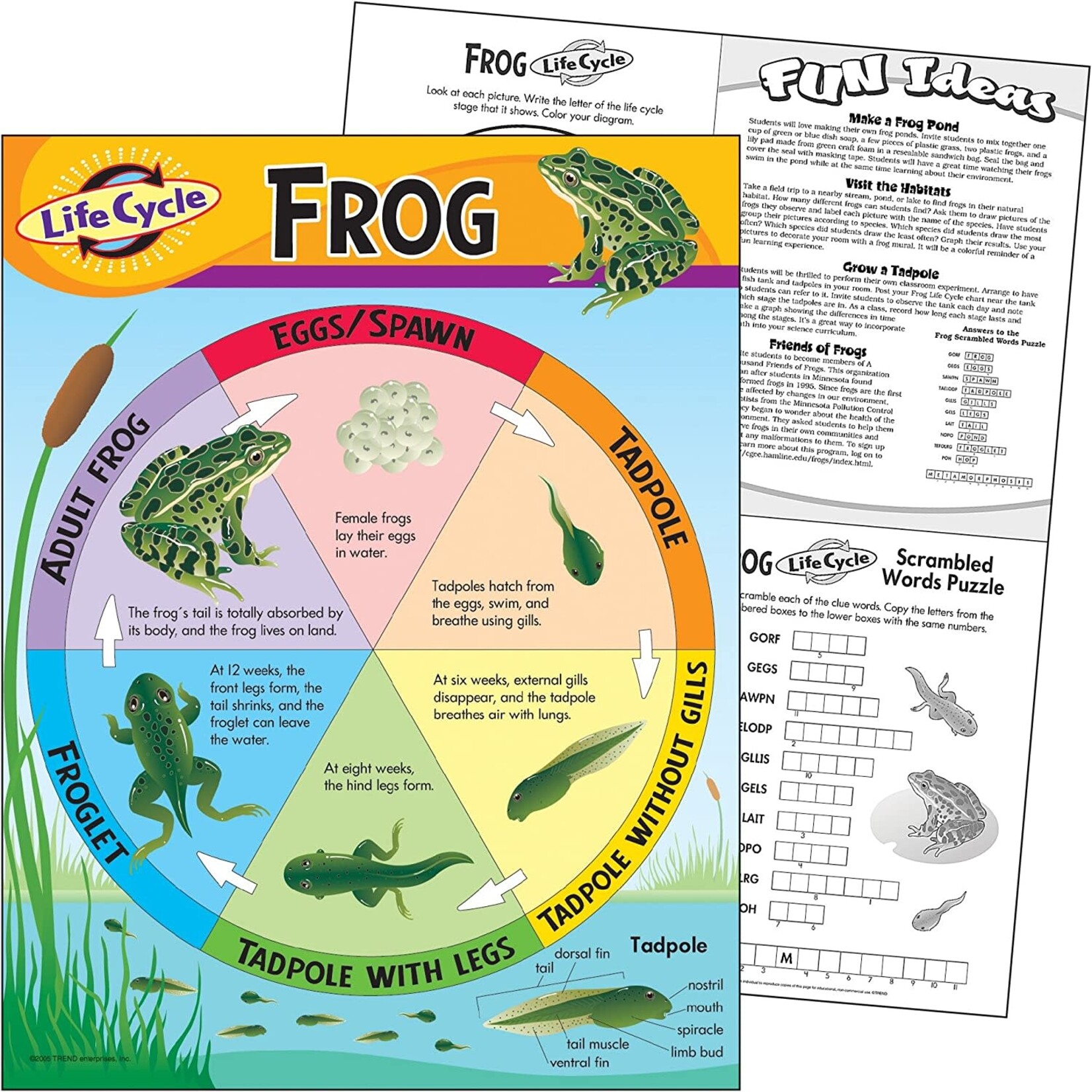 TREND ENTERPRISES INC Life Cycle Of A Frog Chart