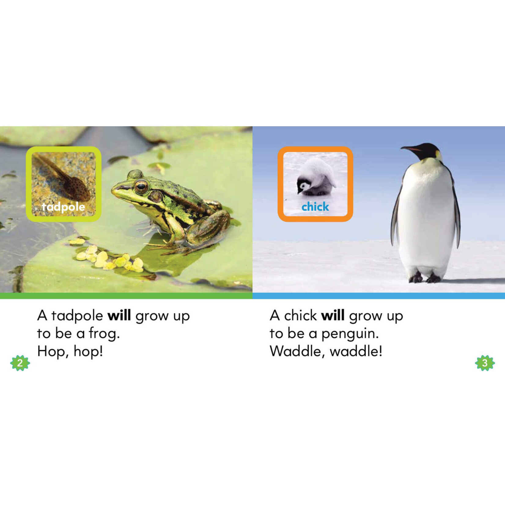 SCHOLASTIC TEACHING RESOURCES Nonfiction Sight Word Readers Level C