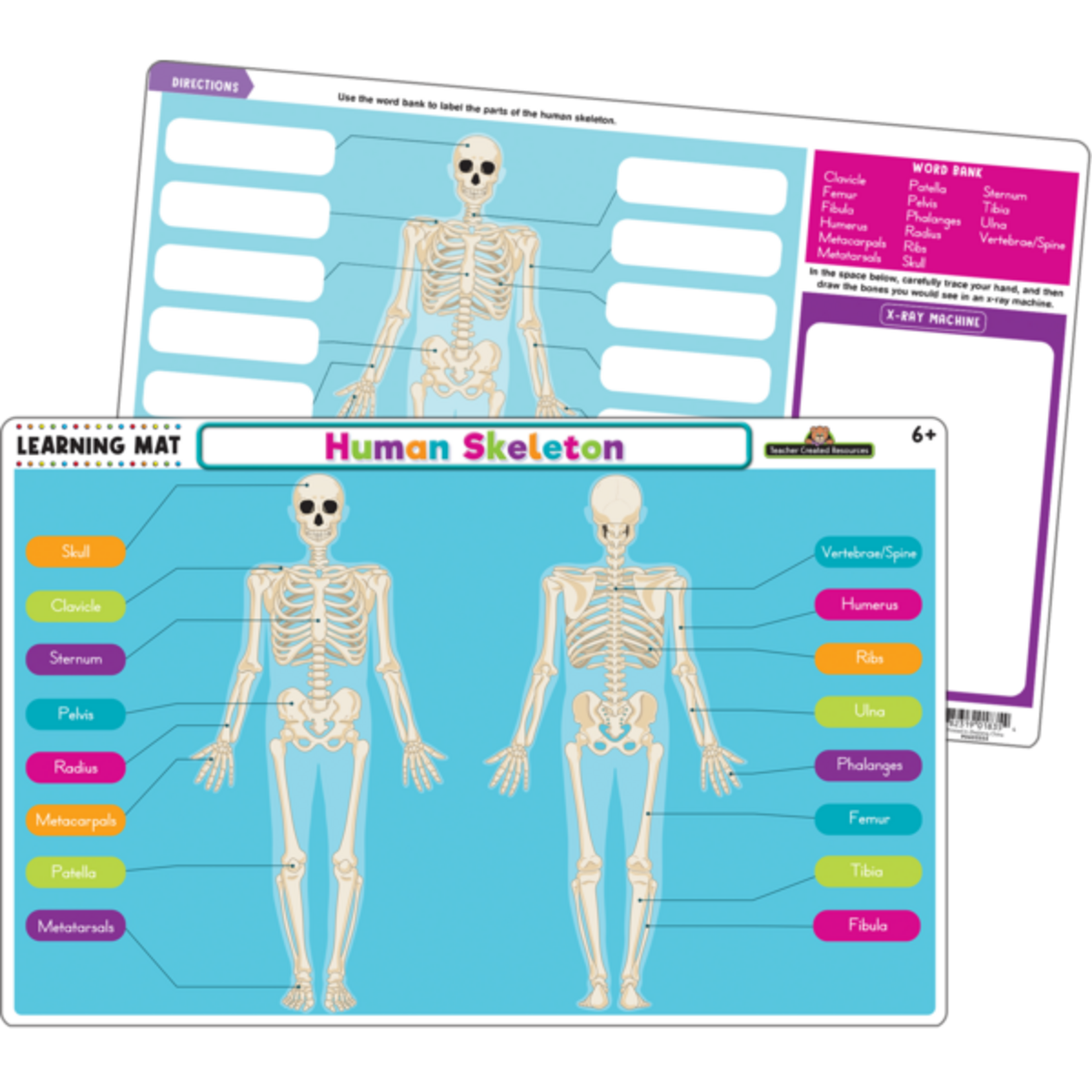 TEACHER CREATED RESOURCES Human Skeleton Learning Mat