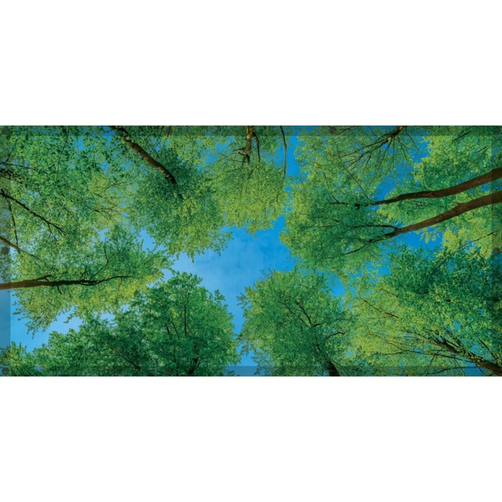 TEACHER CREATED RESOURCES Forest Calming Covers Ceiling Light Filters
