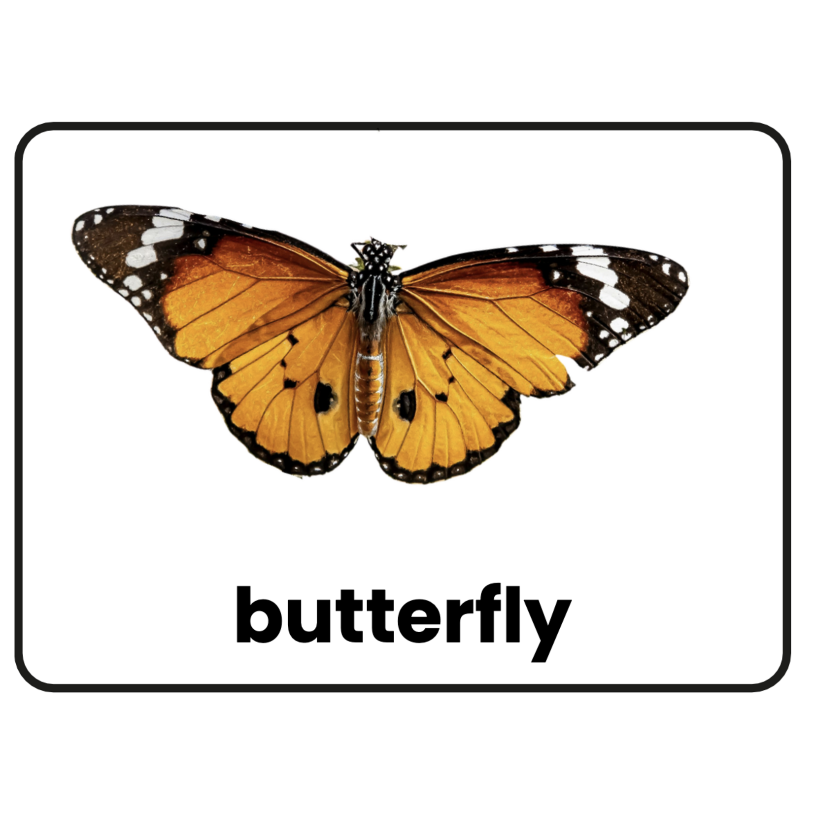 Stimuli Cards Animals
