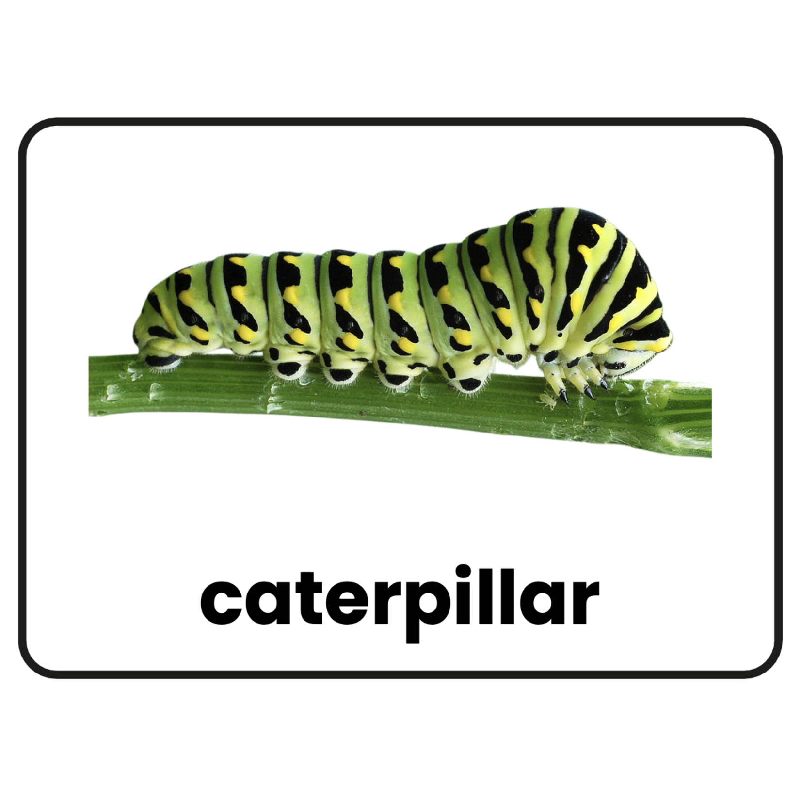 Stimuli Cards Animals