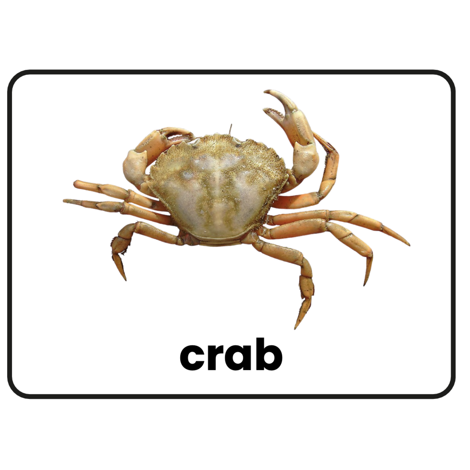 Stimuli Cards Animals