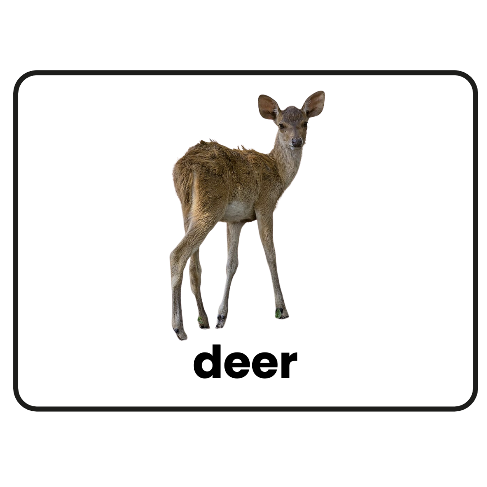 Stimuli Cards Animals