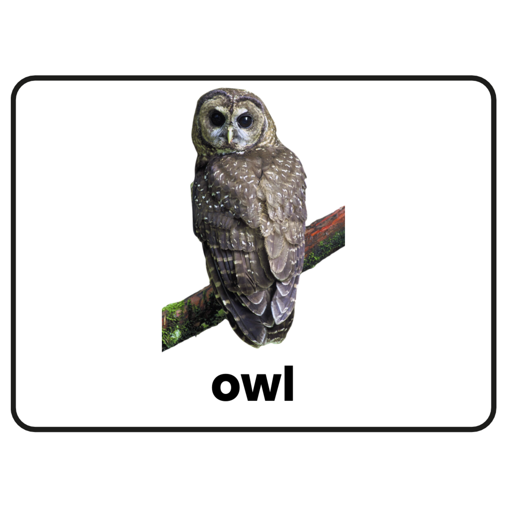 Stimuli Cards Animals