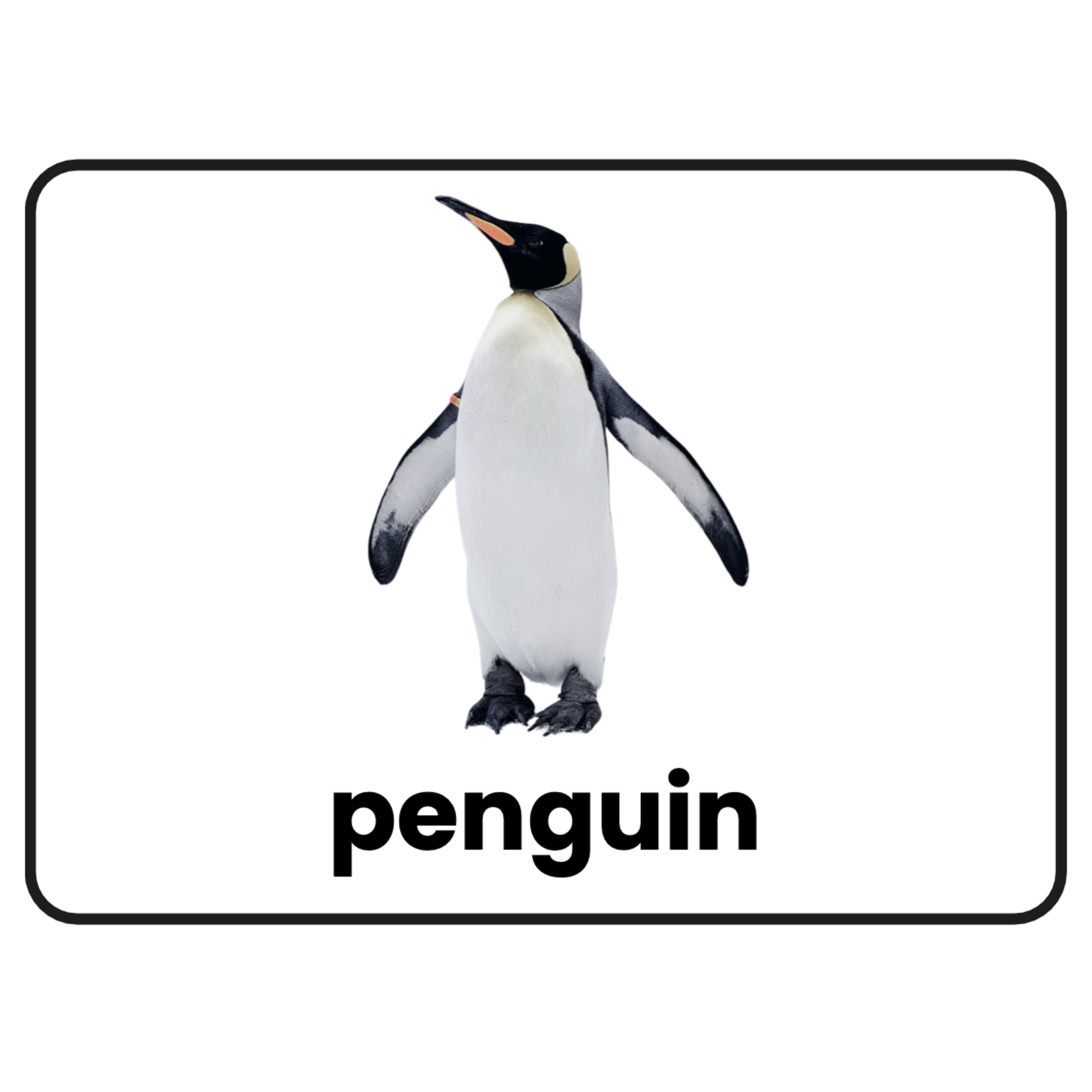 Stimuli Cards Animals
