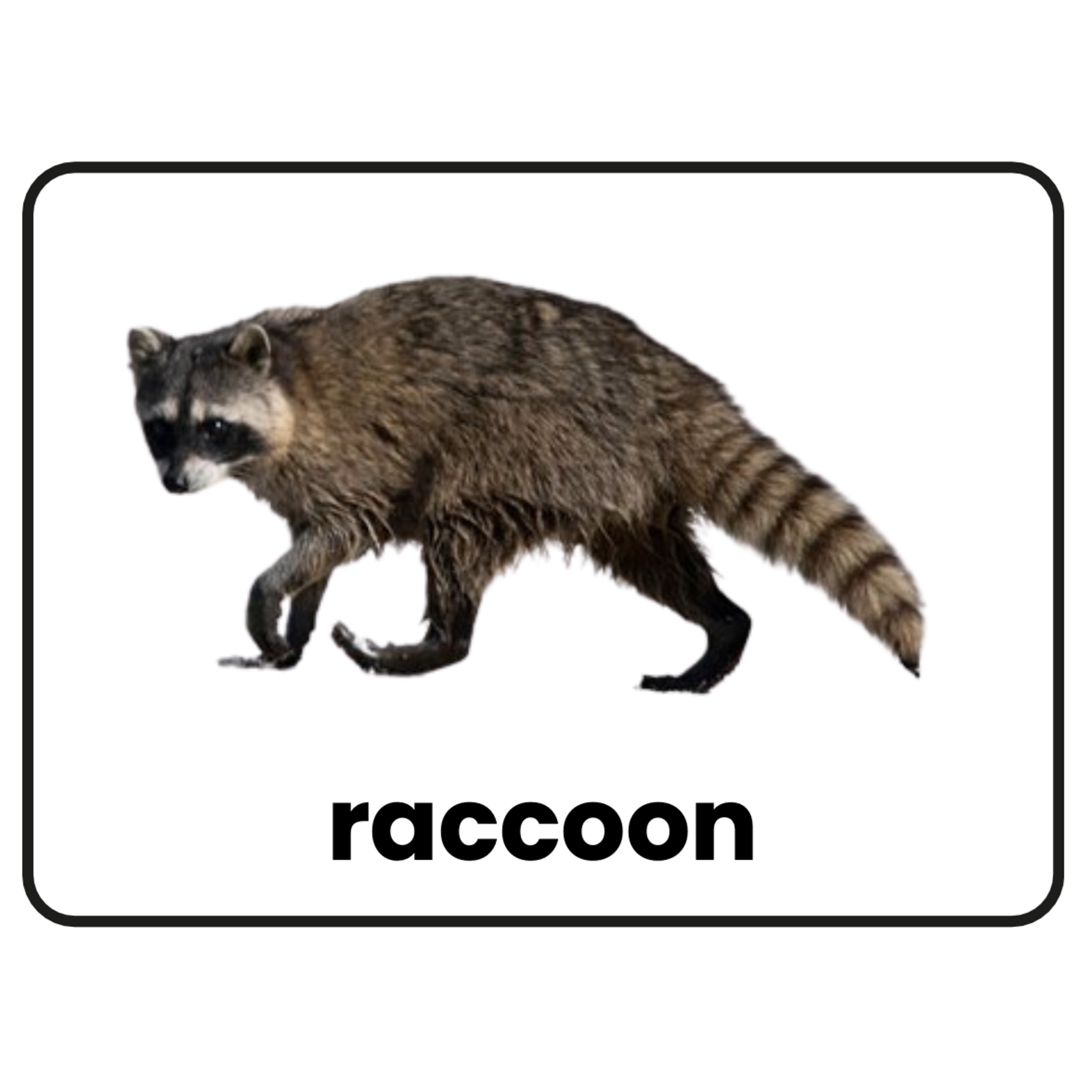Stimuli Cards Animals