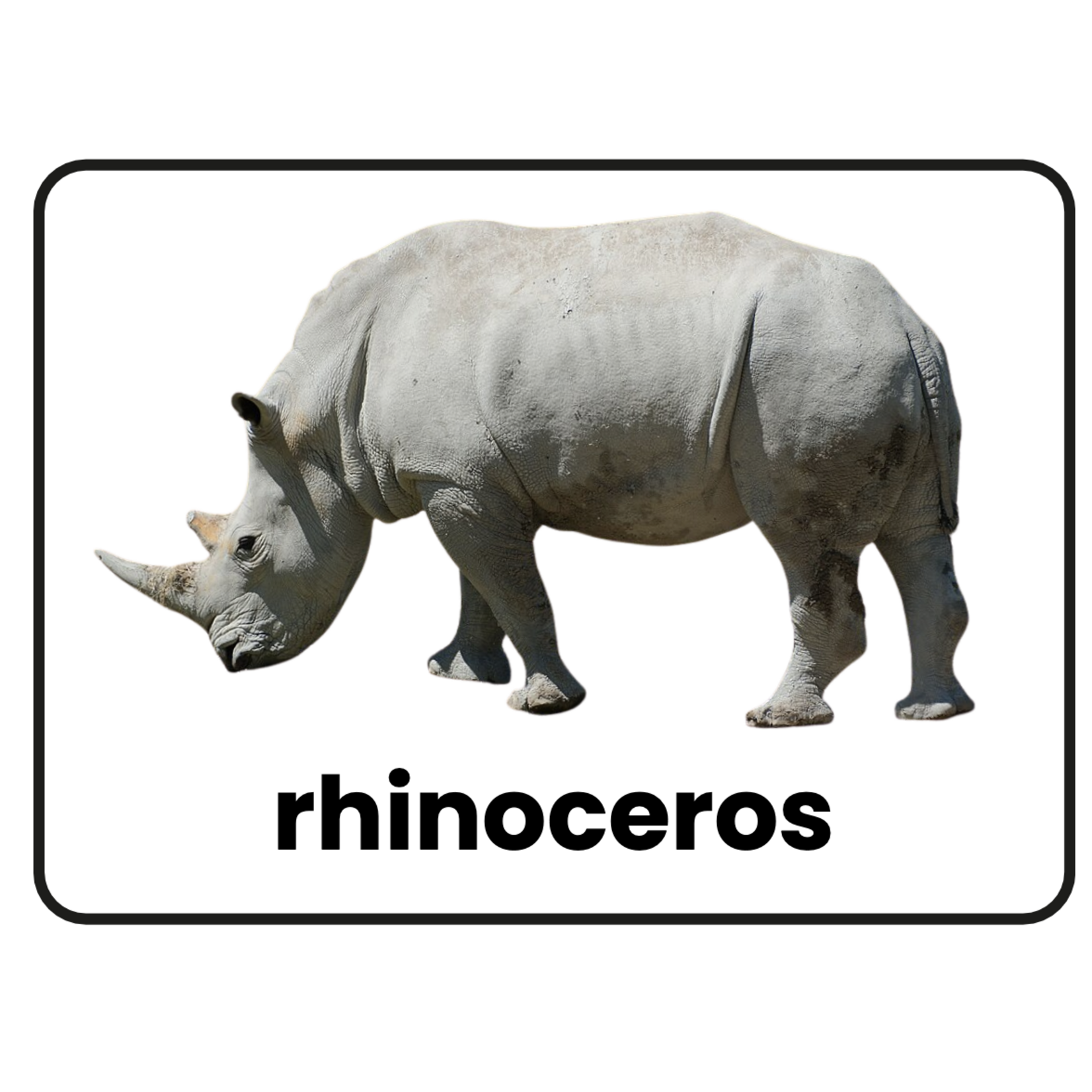 Stimuli Cards Animals