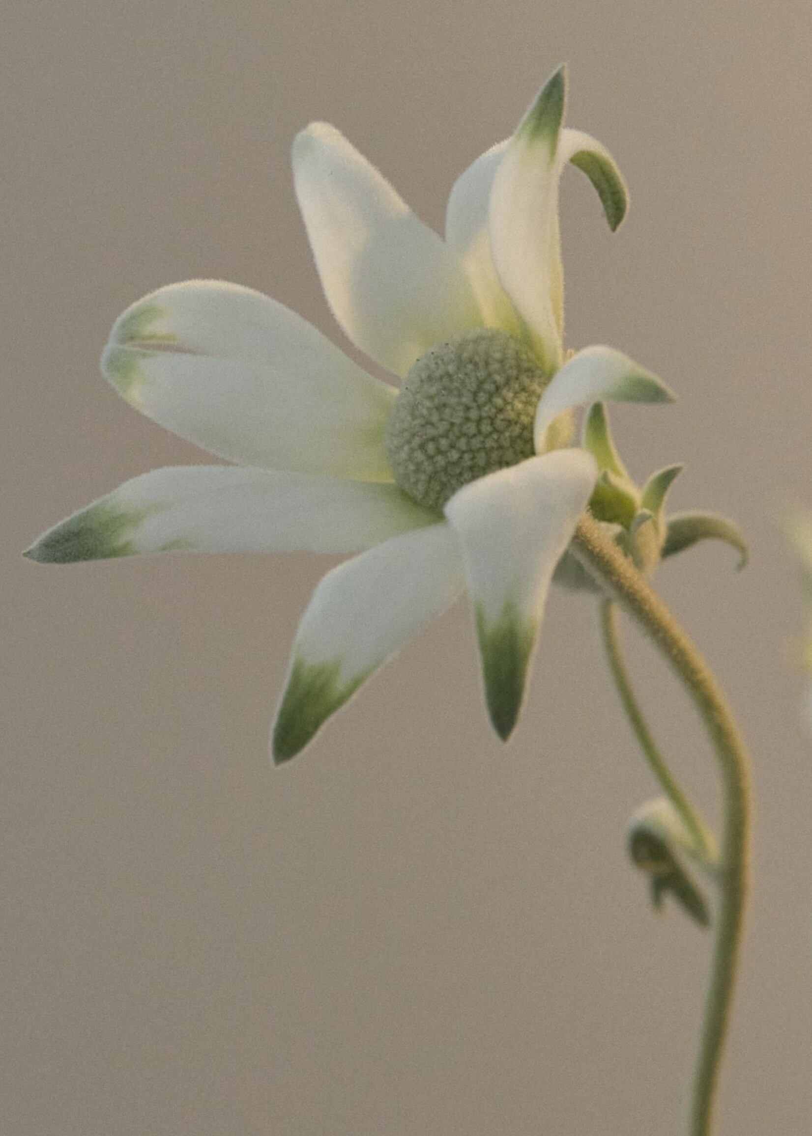 Flannel Flower Hand Balm 100ml