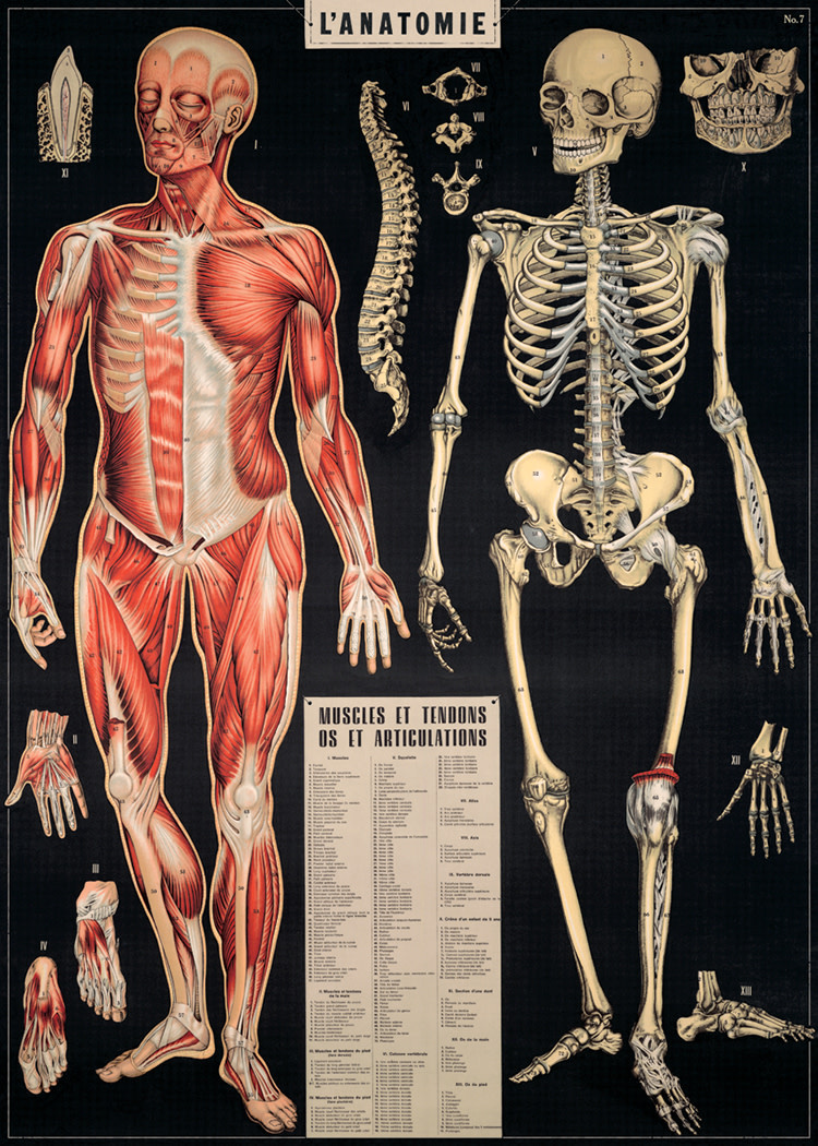 Cavallini & Co. Decorative Italian Papers, L'Anatomie 20X28