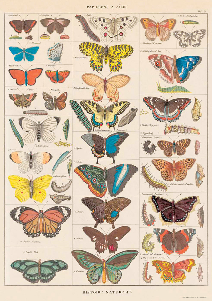 Cavallini & Co. Decorative Italian Paper, Butterflies 20X28