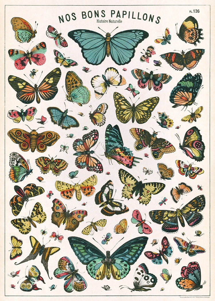 Cavallini & Co. Decorative Italian Papers, Butterfly Chart 20X28