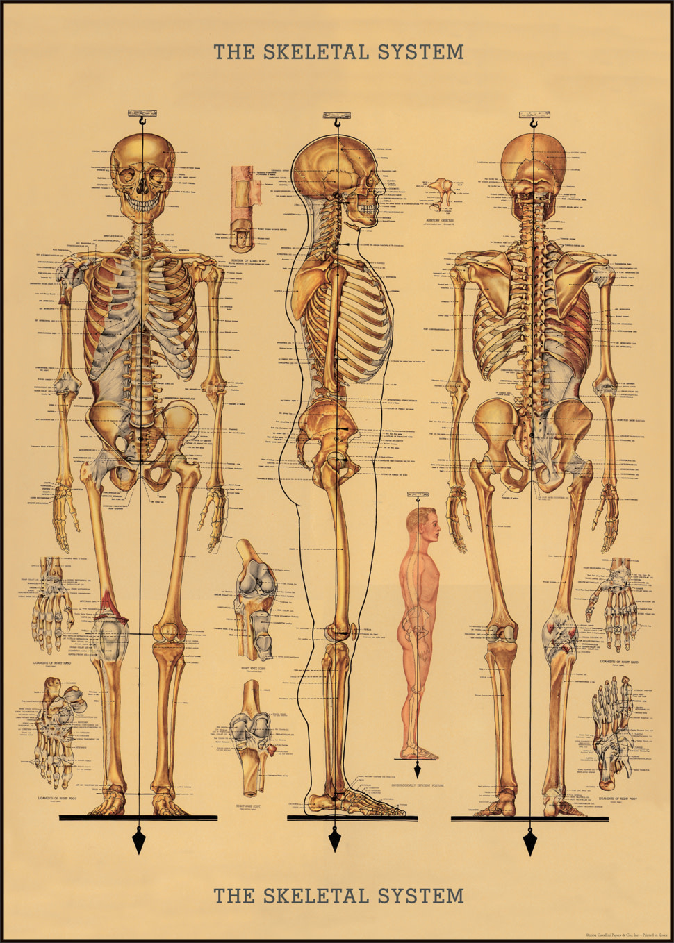 Cavallini & Co. Decorative Italian Paper, Skeleton 20x28