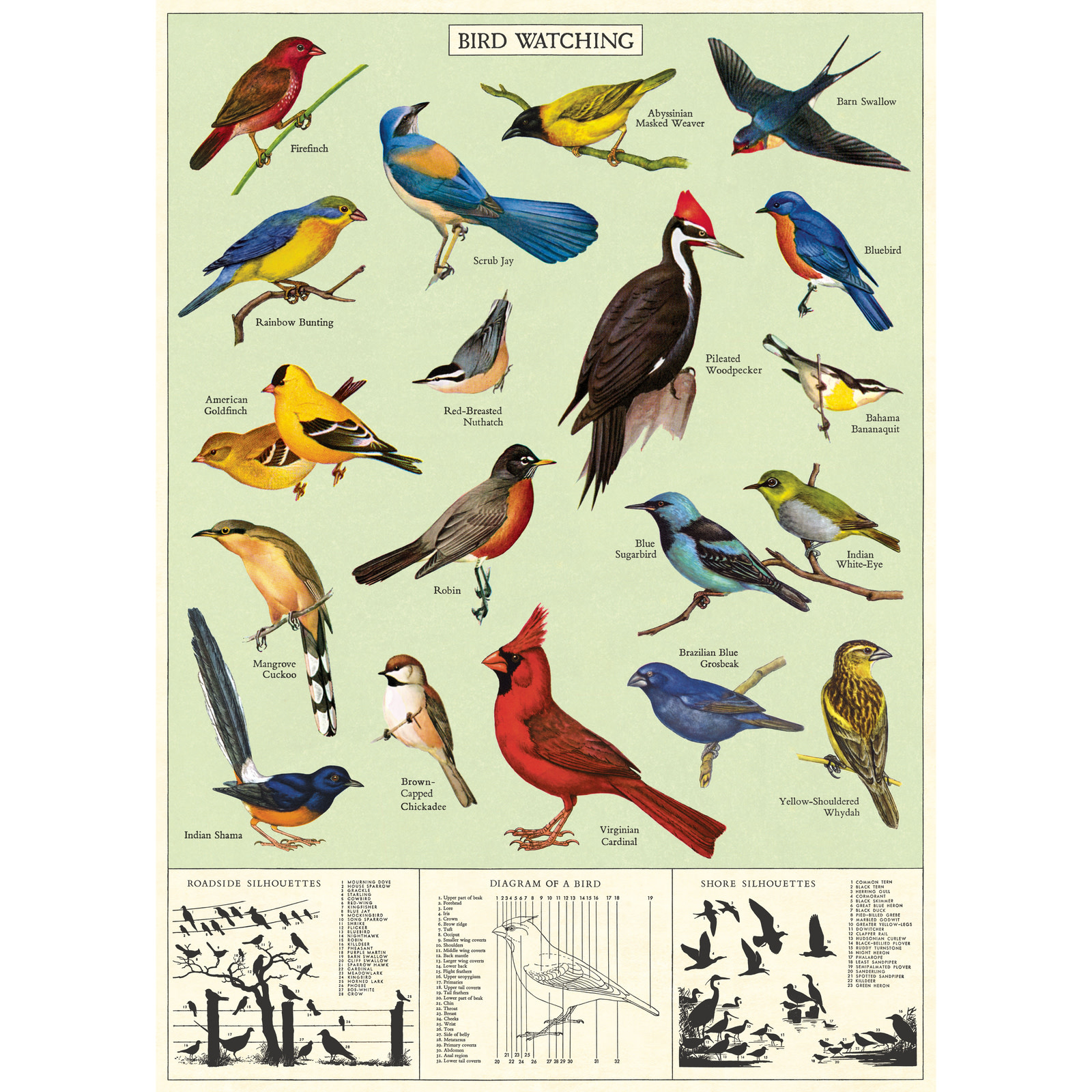 Cavallini & Co. Decorative Italian Paper, Bird Watching 20X28