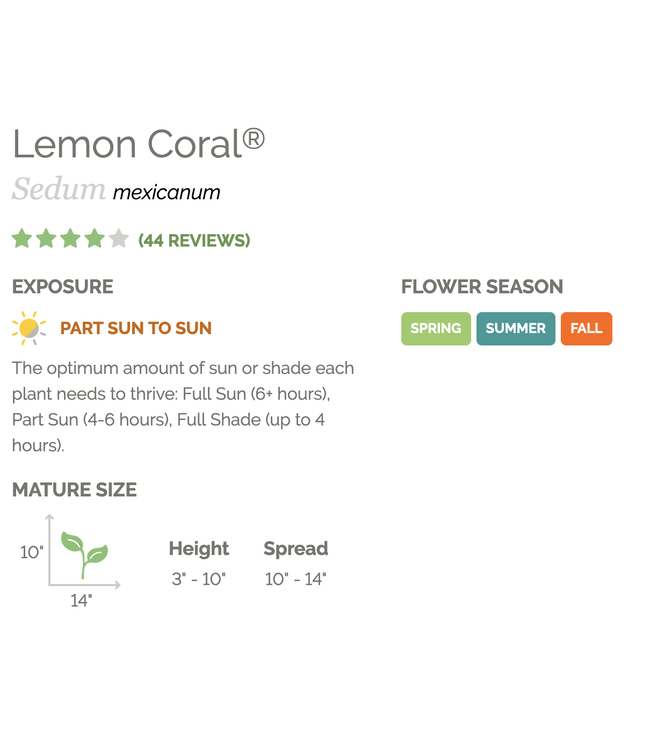 Proven Winner Sedum Lemon Coral PW 1q