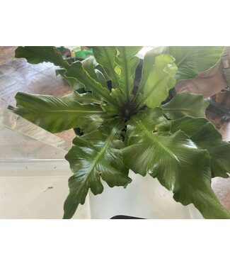 Fern Birds Nest 6" Container