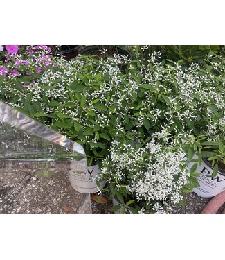 Proven Winner Euphorbia 'Diamond Frost'   PW 1q