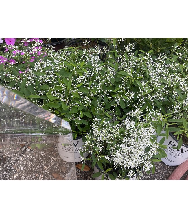 Proven Winner Euphorbia 'Diamond Frost'   PW 1q