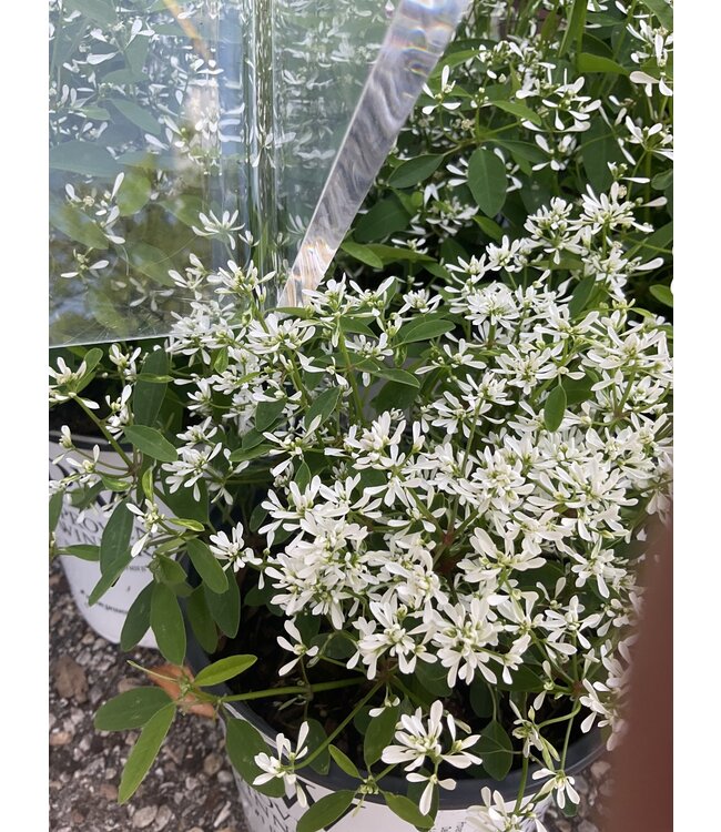 Proven Winner Euphorbia 'Diamond Frost'   PW 1q